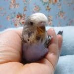 手乗りジャンボセキセイインコ　ノーマル　バイオレット