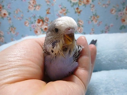 手乗りジャンボセキセイインコ　ノーマル　バイオレット