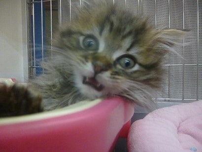 マンチカンの女の子　ブラウンタビー