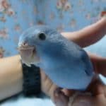 手乗りマメルリハ　コバルトの女の子　ヒナ餌卒業済み