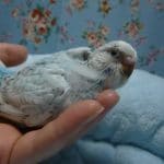 手乗りジャンボセキセイインコ　ブルー