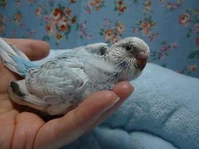 手乗りジャンボセキセイインコ　ブルー