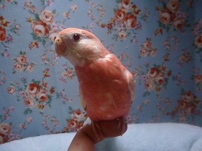 手乗りアキクサインコ　ルビノー　ヒナ餌卒業済