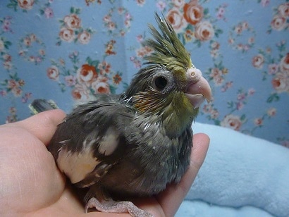 手乗りオカメインコ　ノーマル（並オカメ）