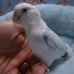 手乗りマメルリハ　アメリカンホワイトパイドファローの男の子