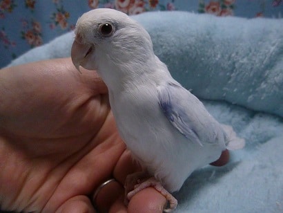 手乗りマメルリハ　アメリカンホワイトパイドファローの男の子