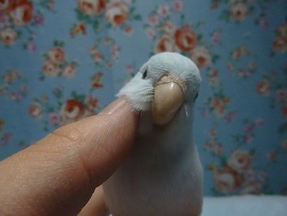 手乗りマメルリハ　アメリカンホワイト　女の子　ヒナ餌卒業済