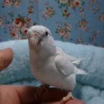 手乗りマメルリハ　アメリカンホワイトパイドファローの女の子