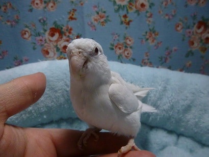 手乗りマメルリハ　アメリカンホワイトパイドファローの女の子