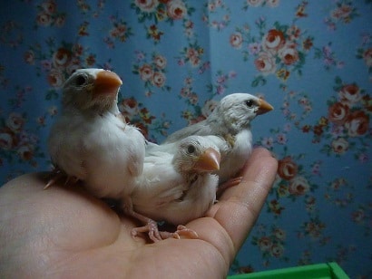 手乗りブンチョウ　白文鳥　ヒナちゃん