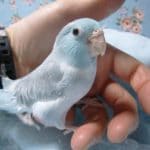 手乗りマメルリハ　パステルブルーパイド　女の子　ヒナ餌卒業済み