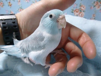 手乗りマメルリハ　パステルブルーパイド　女の子　ヒナ餌卒業済み