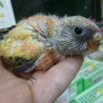 手乗りアキクサインコ　ローズのヒナ