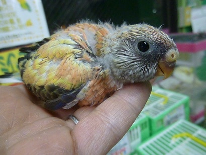 手乗りアキクサインコ　ローズのヒナ