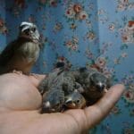 手乗り桜ブンチョウ　ヒナ　