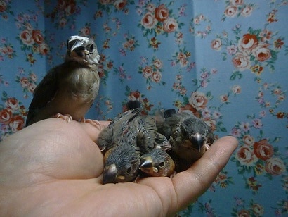 手乗り桜ブンチョウ　ヒナ　