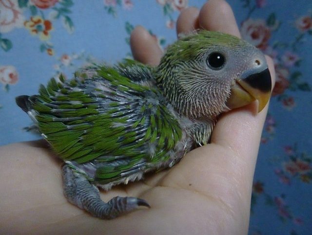 手乗りコザクラインコ　ノーマル　12月13日　撮影