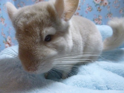 チンチラ　シナモン　男の子　12月27日　撮影