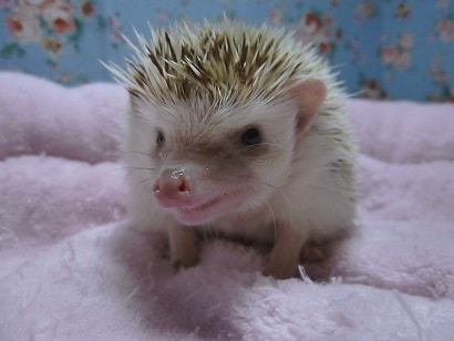 ハリネズミ　シナモンパイドの女の子