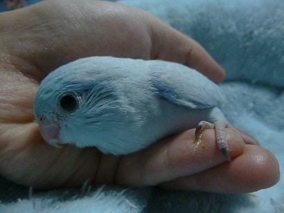 手乗りマメルリハ　アメリカンホワイトの男の子　ヒナくん