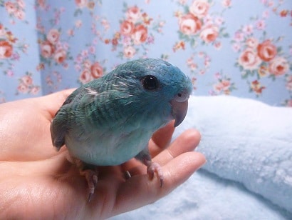手乗りサザナミインコ　ブルー　ヒナ餌卒業済