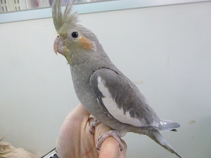 手乗りオカメインコ　ノーマル（並）　ヒナ餌卒業済み