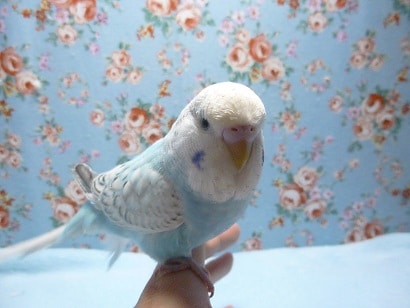 手乗りジャンボセキセイインコ　ヒナ餌卒業済