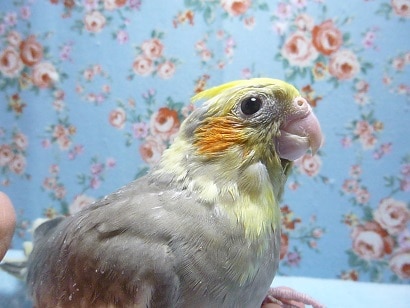 手乗りオカメインコ　パイド　ヒナちゃん