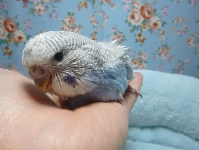 手乗りジャンボセキセイインコ　ヒナ　１月１８日