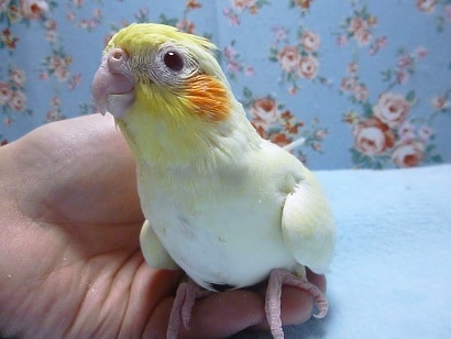 手乗りオカメインコ　ルチノーパールのヒナ！