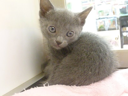 ロシアンブルーの女の子