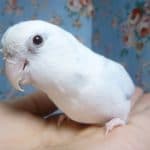 手乗りマメルリハ　アメリカンホワイトパイドファロー　男の子　ヒナ餌卒業済み　１月１０日