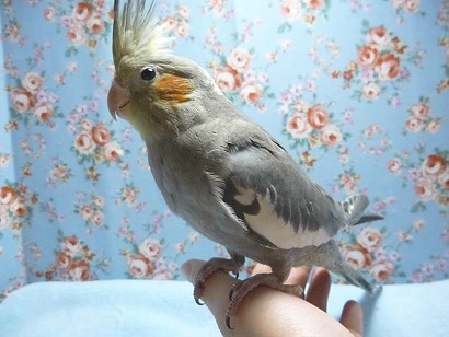 手乗りオカメインコ　ノーマル　ヒナ餌卒業済