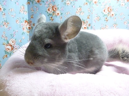 チンチラ　バイオレットの女の子