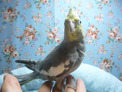 手乗りオカメインコ　ノーマルの男の子
