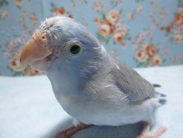 手乗りマメルリハ　ブルー　男の子　ヒナ餌卒業済み　１月９日