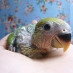 手乗りコザクラインコ　ノーマル　ヒナ　１月１０日