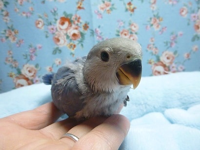 手乗りコザクラインコ　バイオレットのヒナ