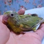 手乗りマメルリハ　ノーマルパイドの男の子　ヒナ