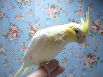 手乗りオカメインコ　パステルフェイスルチノー　ヒナ餌卒業済