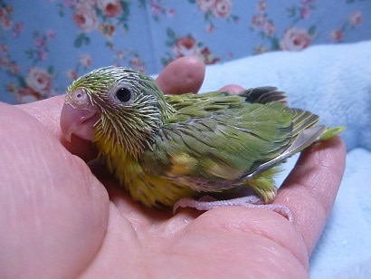 手乗りマメルリハ　ノーマルパイドの男の子　ヒナ