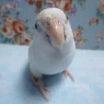 手乗りマメルリハ　アメリカンホワイトパイドファロー　女の子　ヒナ餌卒業済み　１月９日