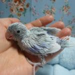 手乗りマメルリハ　アメリカンホワイト　男の子　ヒナ