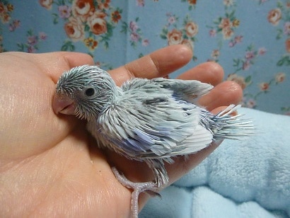 手乗りマメルリハ　アメリカンホワイト　男の子　ヒナ