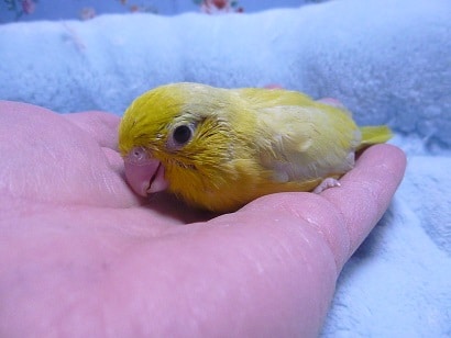 手乗りマメルリハインコ　アメリカンイエロー　男の子　ヒナ