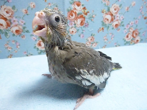 手乗りオカメインコ　ノーマル　ヒナ　２月２８日