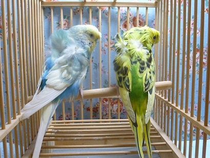 羽衣セキセイインコのペア 羽衣セキセイインコのペア