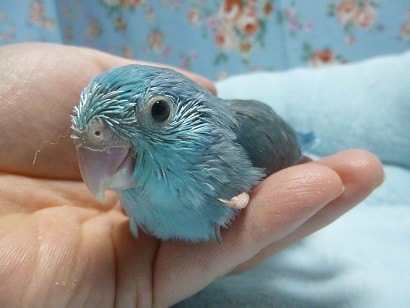 手乗りマメルリハインコ　ブルー　男の子　ヒナ