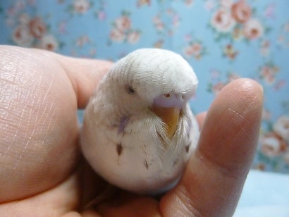 手乗りジャンボセキセイインコ　ブルーオパーリン