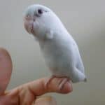 手乗りマメルリハ　アメリカンホワイト　女の子　ヒナ餌卒業済み